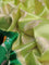 Banarasi poona silk saree green and pista green with allover mina weaves and zari woven border