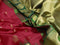 Pure gadwal silk saree red and green with allover zari woven buttas and long zari woven border