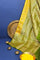 Chiniya Silk Mustard Saree